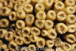 Corals by Vito Lorusso 